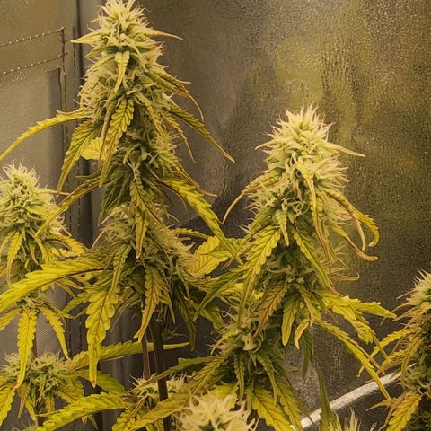 BluBee Auto (Done) growlog timeline photo