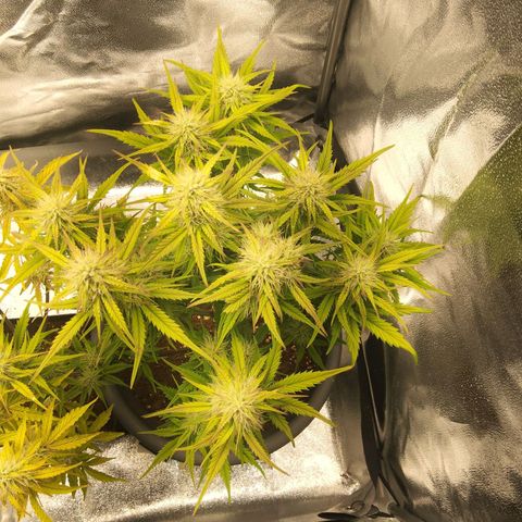 BluDreamy Auto (Done) growlog timeline photo