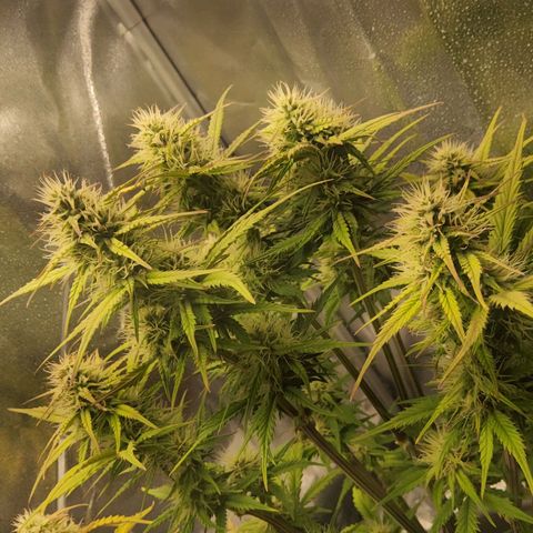 BluDreamy Auto (Done) growlog timeline photo