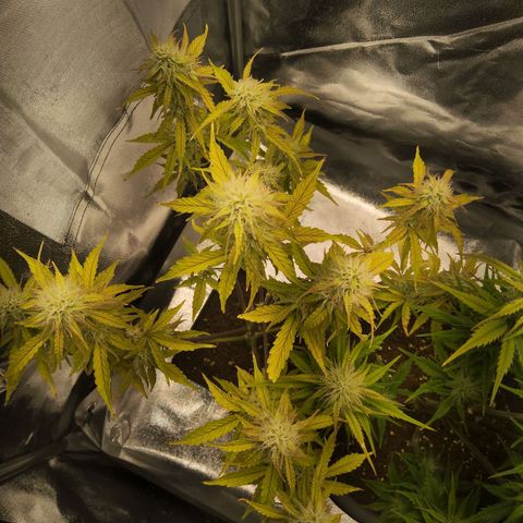 BluBee Auto (Done) growlog timeline photo