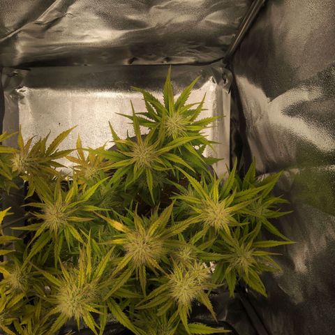 BluDreamy Auto (Done) growlog timeline photo