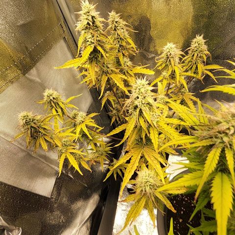 BluBee Auto (Done) growlog timeline photo
