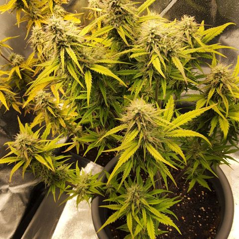 BluDreamy Auto (Done) growlog timeline photo