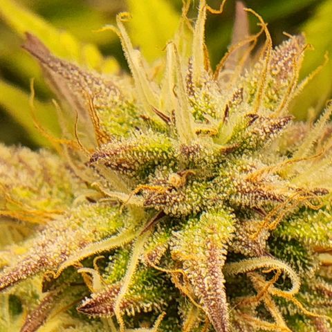 BluDreamy Auto (Done) growlog timeline photo
