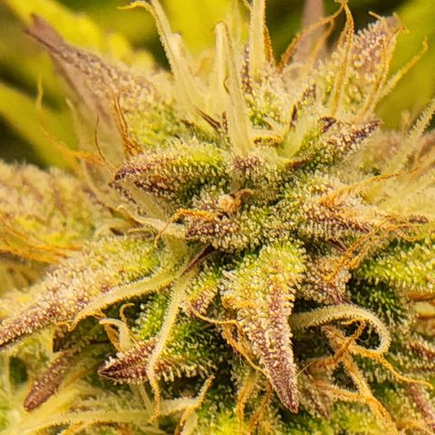 BluDreamy Auto (Done) growlog timeline photo