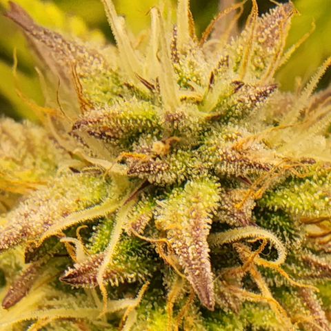 BluDreamy Auto (Done) growlog timeline photo