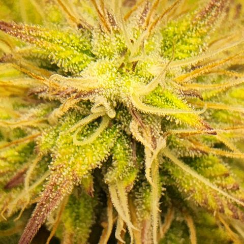 BluDreamy Auto (Done) growlog timeline photo