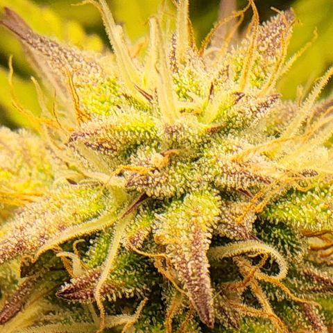 BluDreamy Auto (Done) growlog timeline photo