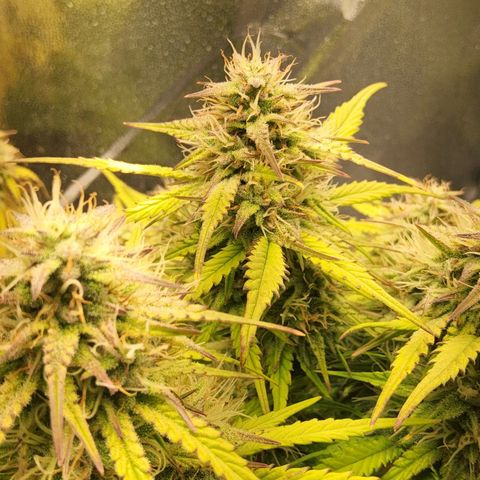 BluDreamy Auto (Done) growlog timeline photo