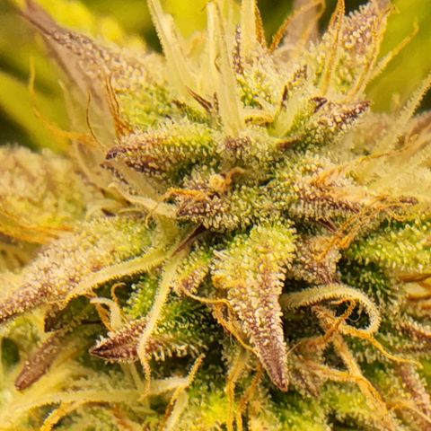 BluDreamy Auto (Done) growlog timeline photo