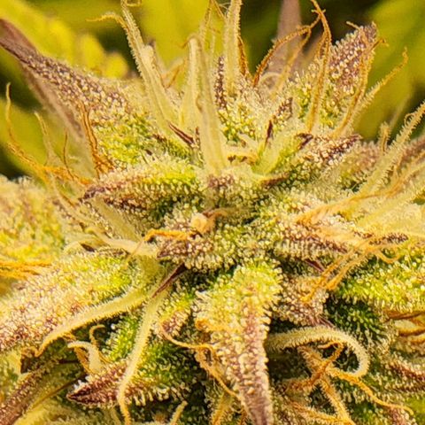 BluDreamy Auto (Done) growlog timeline photo