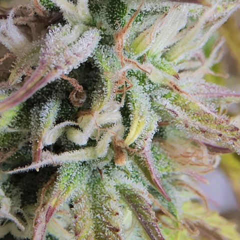BluDreamy Auto (Done) growlog photo: Crispy AF, Ernte steht bald an :)
