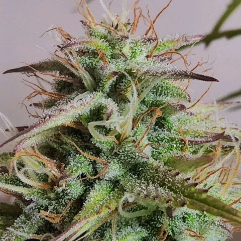 BluDreamy Auto (Done) growlog photo: Crispy AF, Ernte steht bald an :)