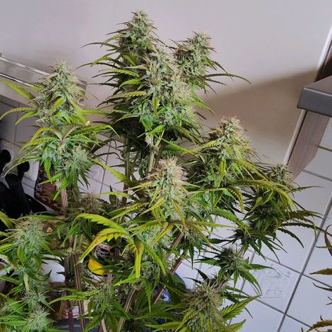 BluDreamy Auto (Done) growlog photo: Crispy AF, Ernte steht bald an :)