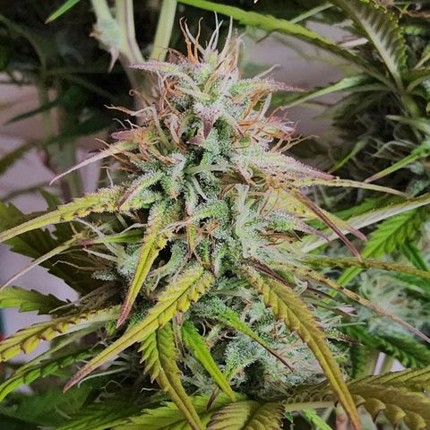 BluDreamy Auto (Done) growlog photo: Crispy AF, Ernte steht bald an :)