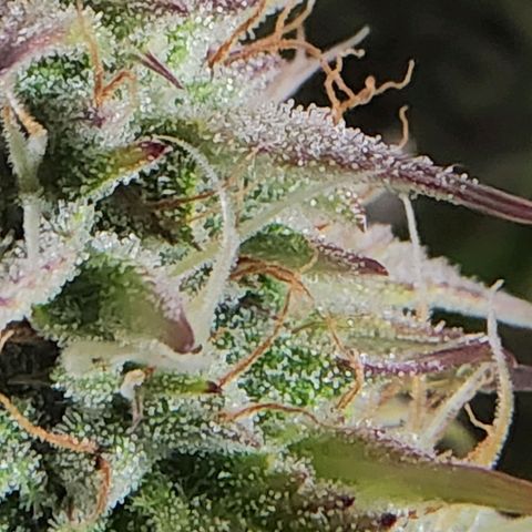 BluDreamy Auto (Done) growlog photo: Crispy AF, Ernte steht bald an :)