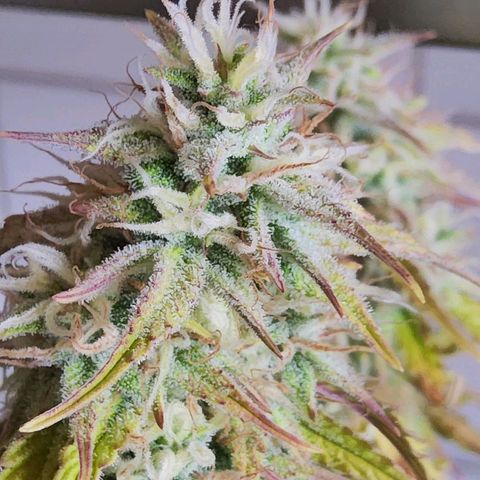 BluBee Auto (Done) growlog photo: Sugarcoated
