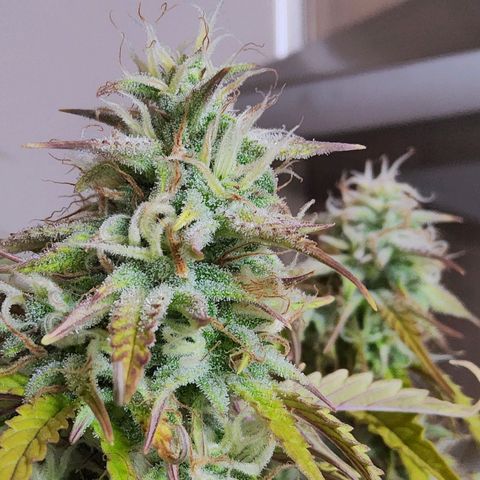 BluBee Auto (Done) growlog photo: Sugarcoated