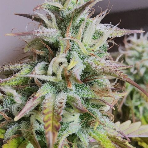 BluBee Auto (Done) growlog photo: Sugarcoated