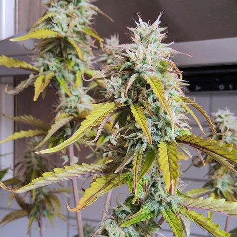 BluBee Auto (Done) growlog photo: Sugarcoated