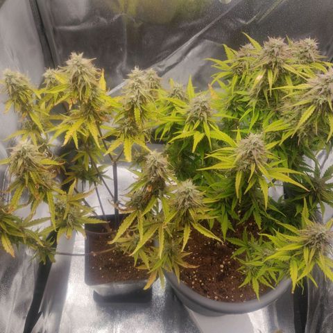 BluDreamy Auto (Done) growlog timeline photo