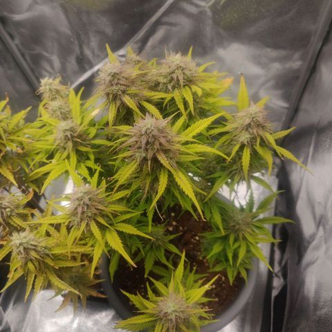 BluDreamy Auto (Done) growlog timeline photo
