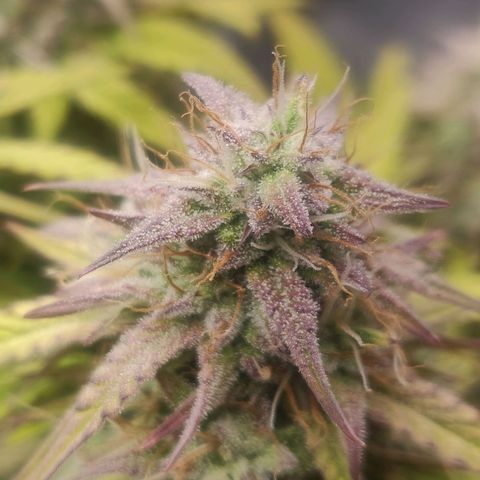 BluDreamy Auto (Done) growlog timeline photo