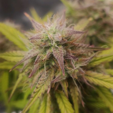 BluDreamy Auto (Done) growlog timeline photo