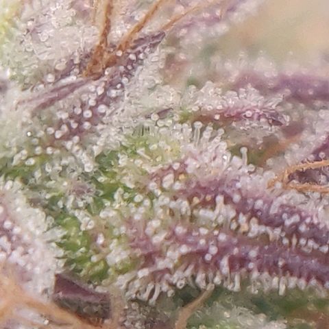 BluDreamy Auto (Done) growlog timeline photo
