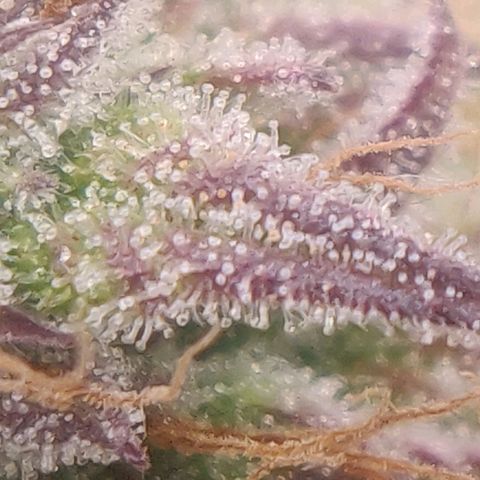BluDreamy Auto (Done) growlog timeline photo