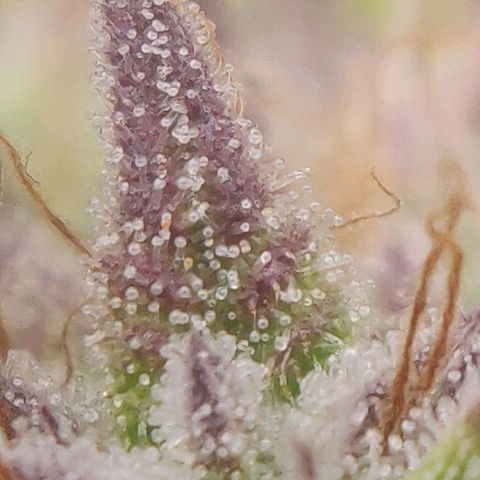 BluDreamy Auto (Done) growlog timeline photo