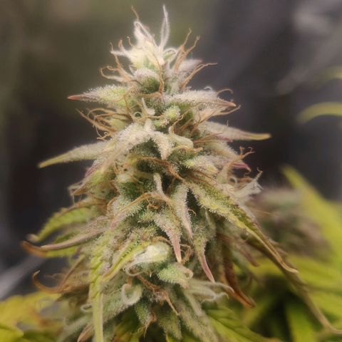 BluBee Auto (Done) growlog timeline photo