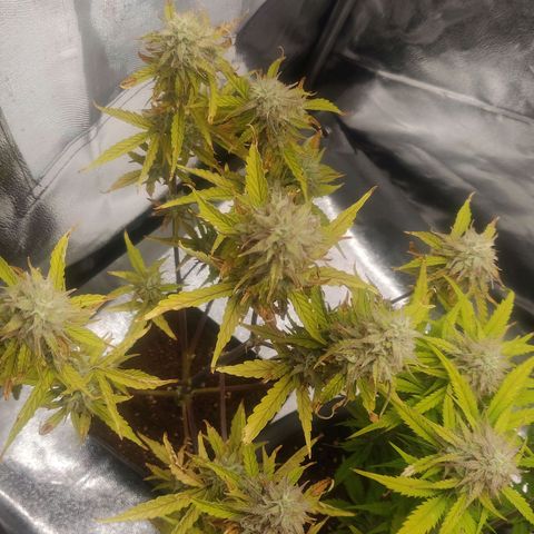 BluBee Auto (Done) growlog timeline photo