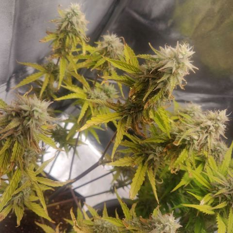 BluBee Auto (Done) growlog timeline photo