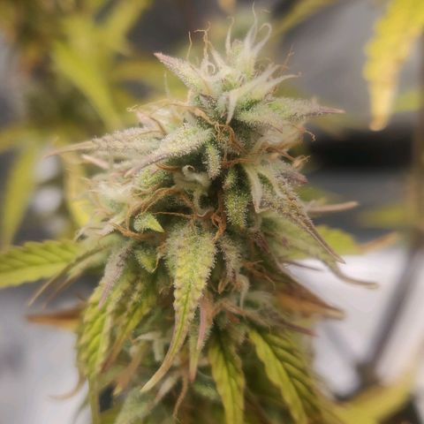 BluBee Auto (Done) growlog timeline photo