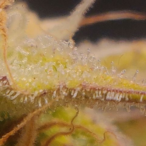 BluBee Auto (Done) growlog timeline photo