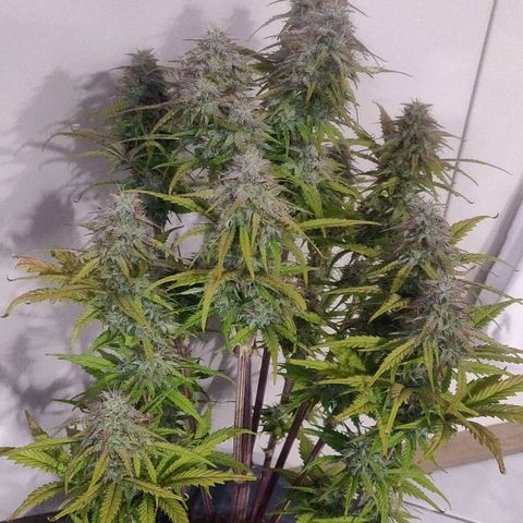BluDreamy Auto (Done) growlog timeline photo