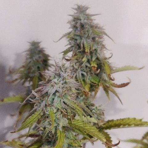 BluDreamy Auto (Done) growlog timeline photo