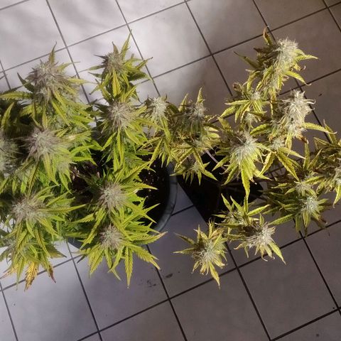 BluDreamy Auto (Done) growlog timeline photo