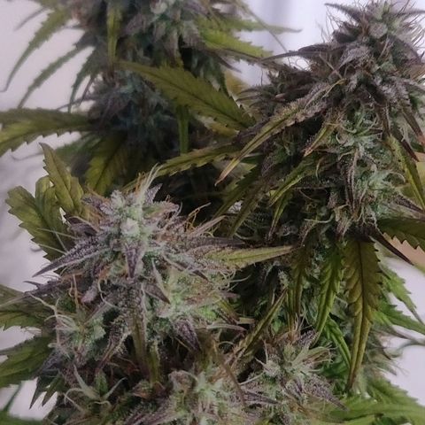 BluDreamy Auto (Done) growlog timeline photo