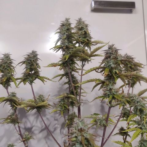 BluDreamy Auto (Done) growlog timeline photo