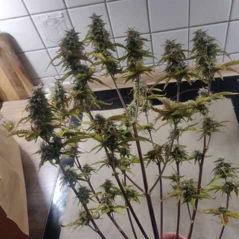 BluBee Auto (Done) growlog timeline photo