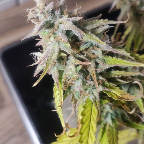 BluBee Auto (Done) growlog timeline photo