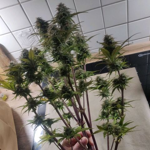 BluDreamy Auto (Done) growlog timeline photo