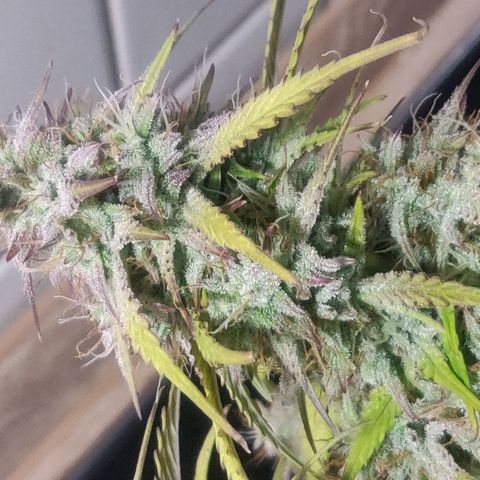 BluDreamy Auto (Done) growlog timeline photo