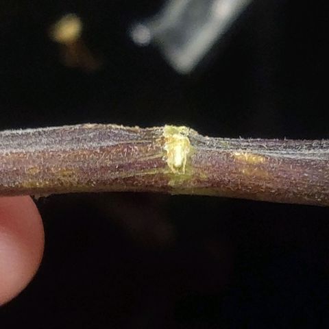 Blue Dream Matic (Done) growlog timeline photo