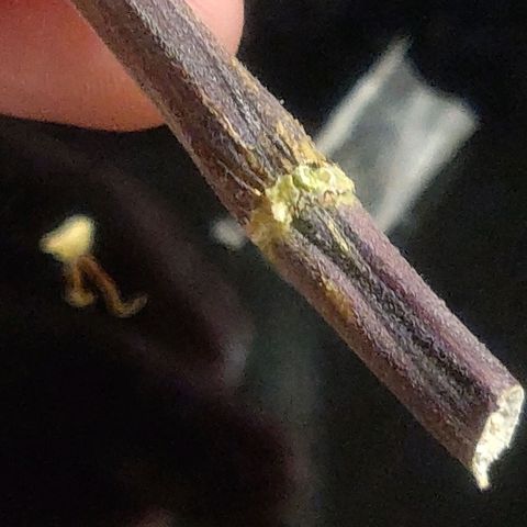 Blue Dream Matic (Done) growlog timeline photo