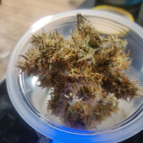 BluBee Auto (Done) growlog photo: Blueberry Auto gesamtes geerntetes Trockengewicht (nach Drytrim): 19,48g