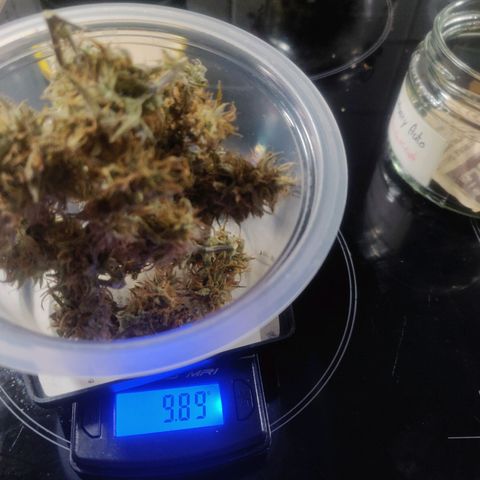 BluBee Auto (Done) growlog photo: Blueberry Auto gesamtes geerntetes Trockengewicht (nach Drytrim): 19,48g