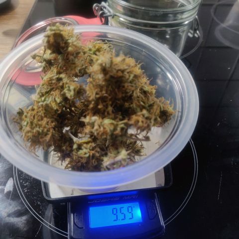 BluBee Auto (Done) growlog photo: Blueberry Auto gesamtes geerntetes Trockengewicht (nach Drytrim): 19,48g